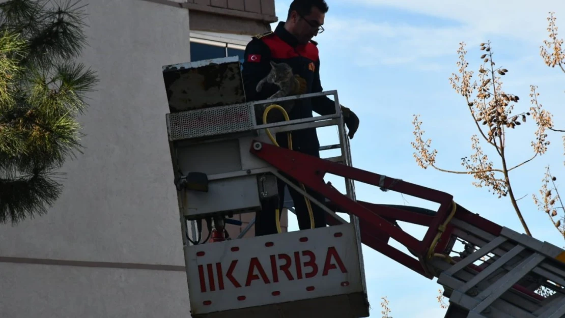 Günlerdir Ağaçta Mahsur Kalan Kedi Kurtarıldı