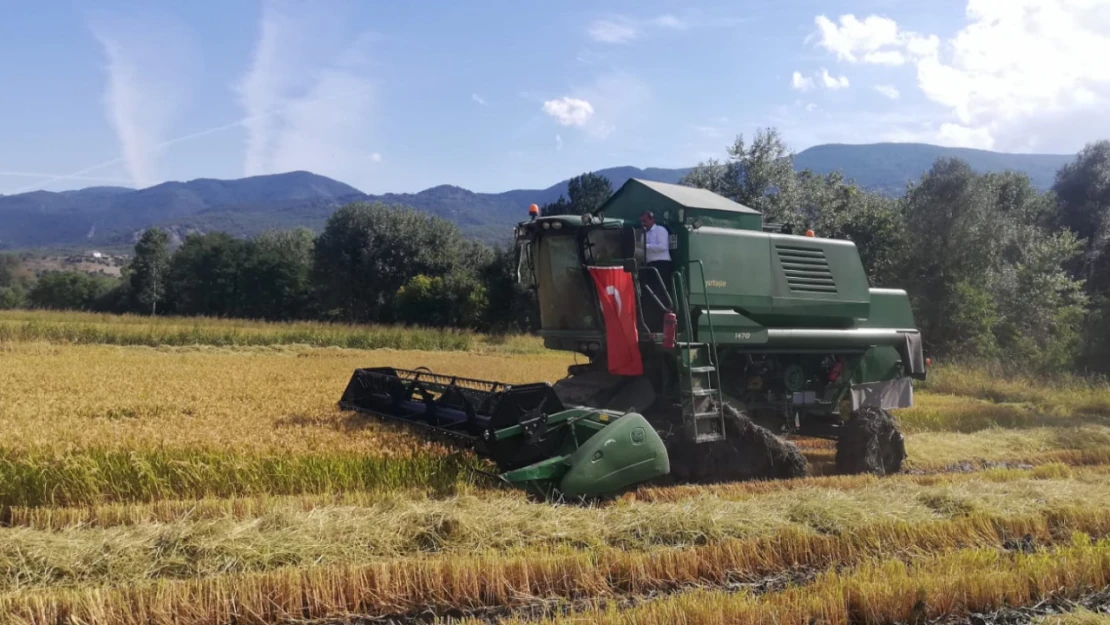 Hanönü'nde Çeltik Bereketi