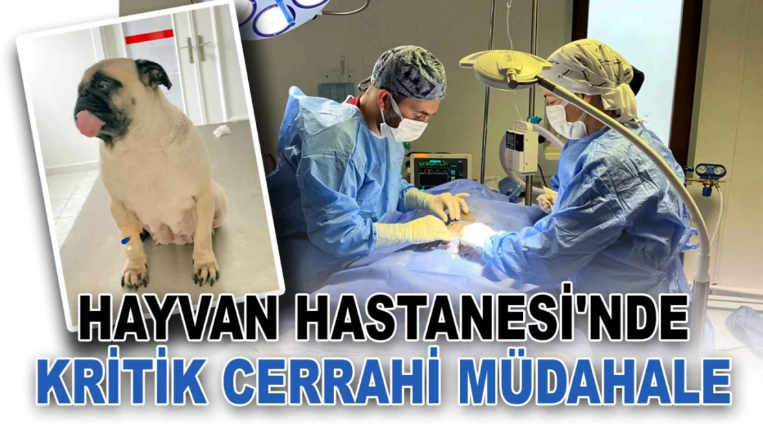 Hayvan Hastanesi'nde Kritik Cerrahi Müdahale