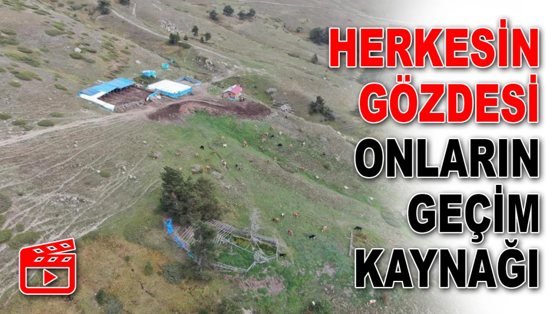 Herkesin Gözdesi Onların Geçim Kaynağı