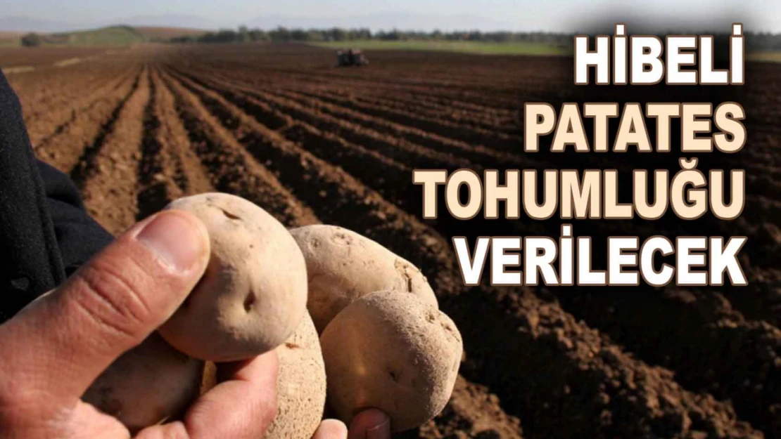 Hibeli Patates Tohumluğu Verilecek