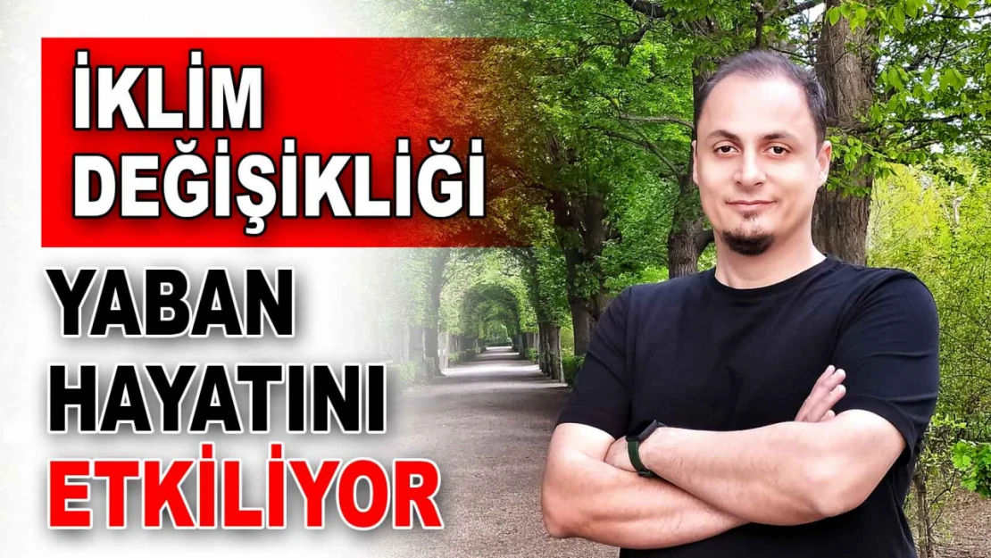 İklim Değişikliği Yaban Hayatı Değiştiriyor