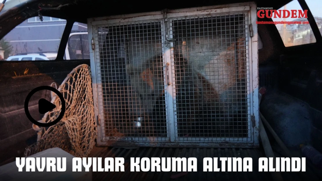 İlçenin Maskotu Haline Gelen Yavru Ayılar, Koruma Altına Alındı