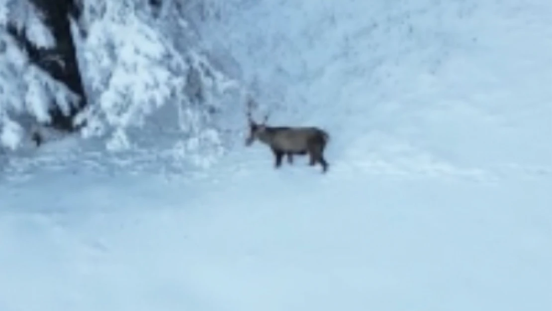 Ilgaz Dağı'nda Kızılgeyik Dronla Görüntülendi