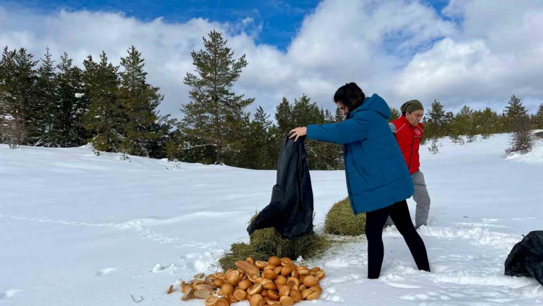 Ilgaz Dağı'na Yiyecek Bırakıldı