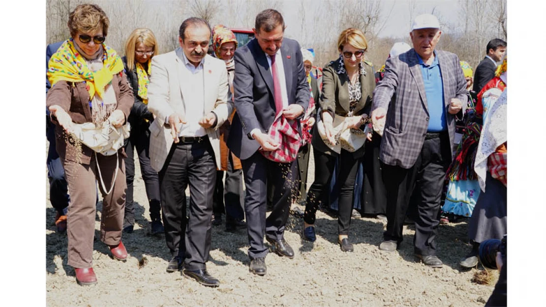 İlimizde bu yıl 300 dönüm arazide kendir ekilecek