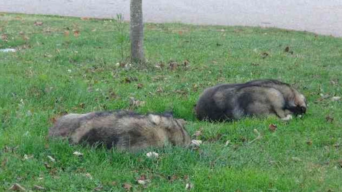 İnebolu'da sağlık personeline köpek saldırısı