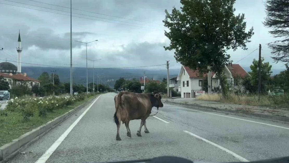 Araçlara Aldırış Etmedi, Trafiği Tehlikeye Soktu