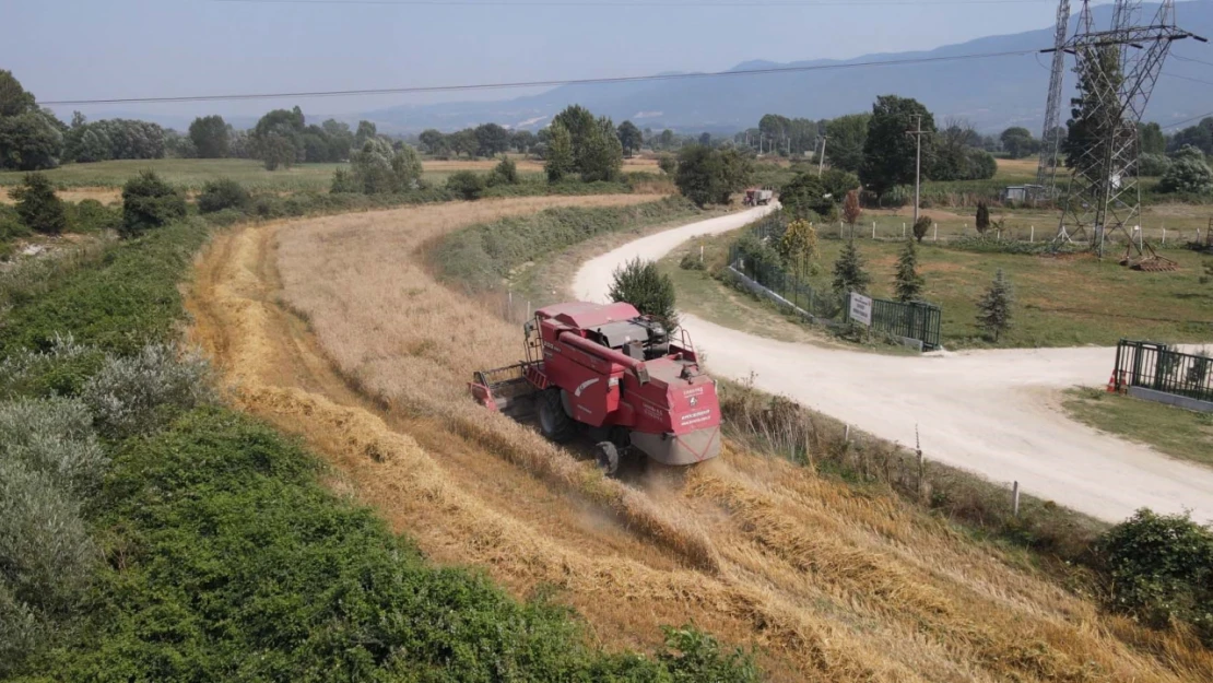 Iza buğdayının faydaları saymakla bitmiyor