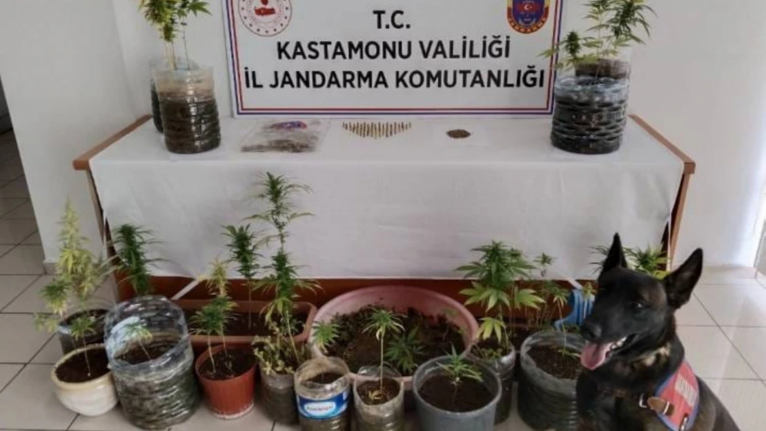 Jandarma'dan 3 operasyon: 5 gözaltı