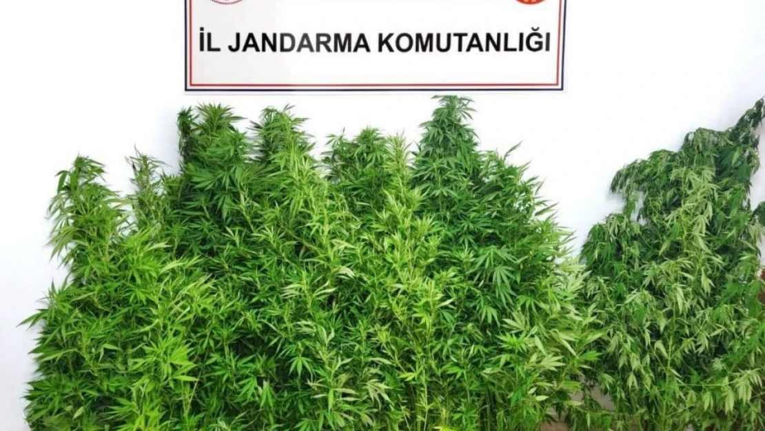 Jandarmadan Kenevir Operasyonu