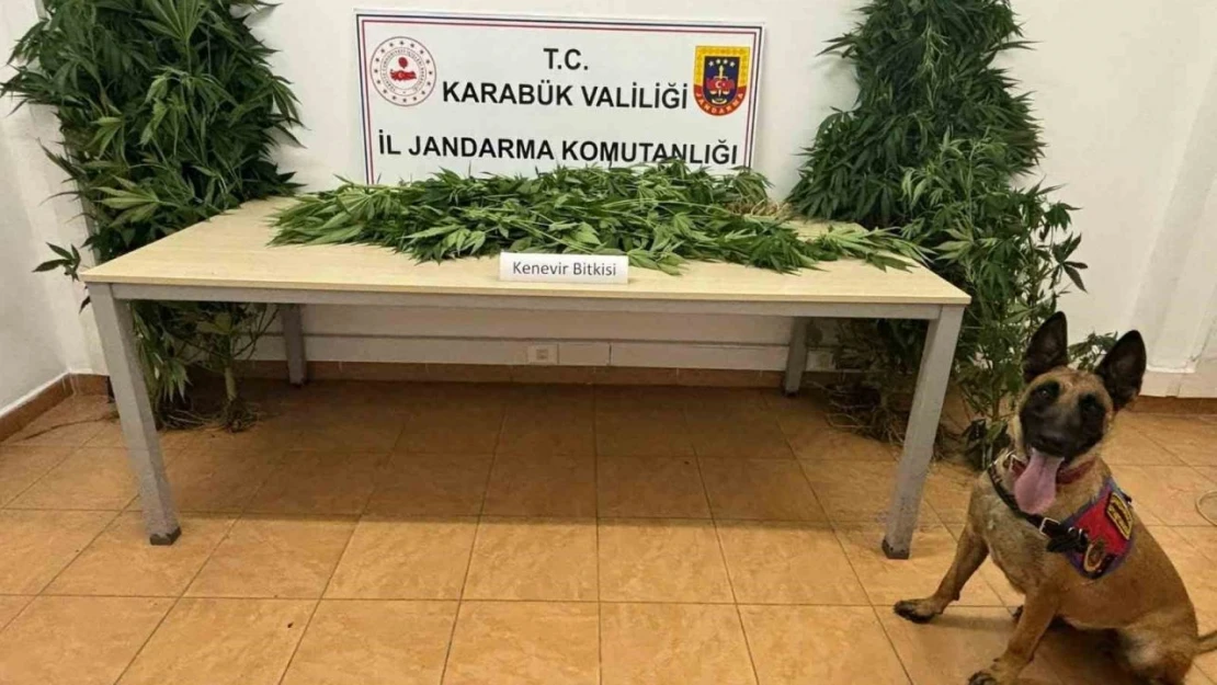 Jandarmadan Uyuşturucu Operasyonu