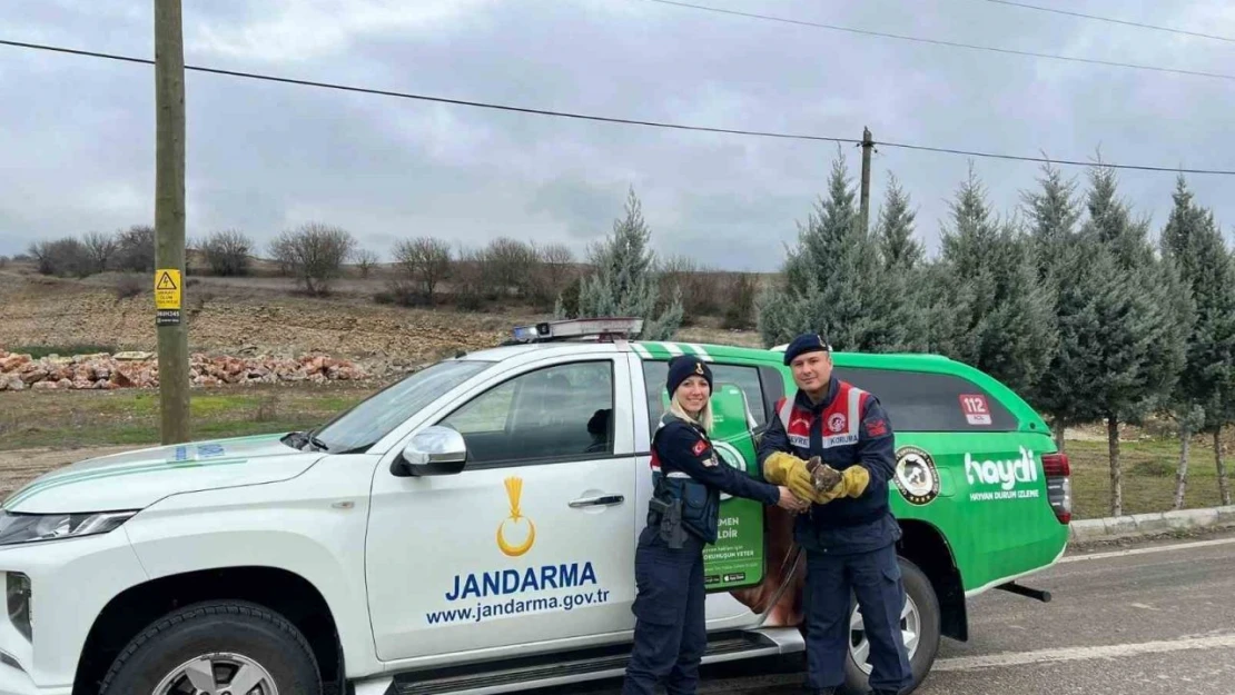 Jandarmanın Yaralı Bulduğu 2 Kızıl Şahin Tedavi Edildi