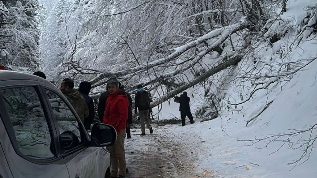 Bolu'da Ağaçlar Devrildi