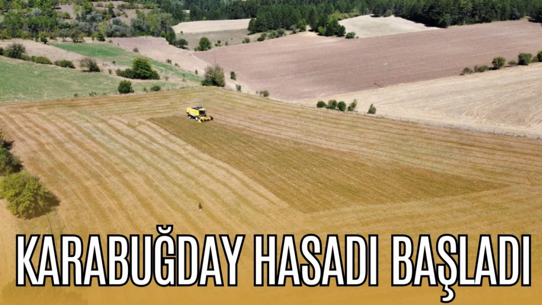 Karabuğday Hasadı Başladı