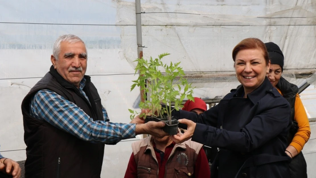 Karabük'ün Safranbolu ilçesinde halka maniye fidesi dağıtılıyor