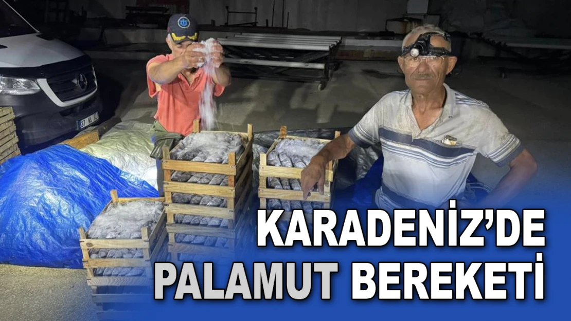 Karadeniz'de Palamut Bereketi