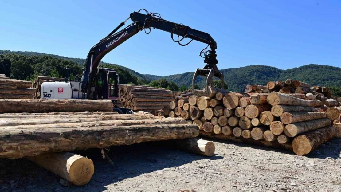 Karadeniz'in En Büyük Orman Deposu Sinop'ta