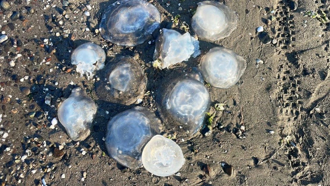 Karadeniz Sahillerinde Yeni Tehlike