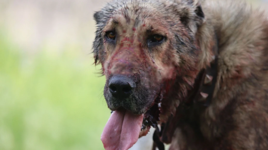 Kasıtlı Tahrik Edilen Köpek 'Silahla Tehdit' Suçu Oluşturuyor