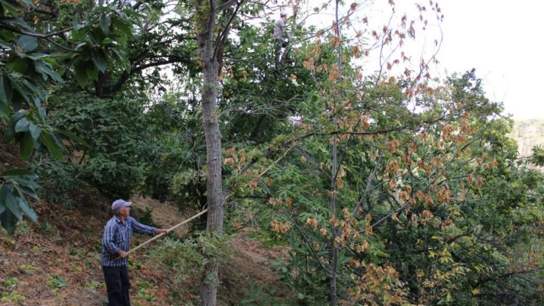 Kastamonu, Aydın'a umut oldu