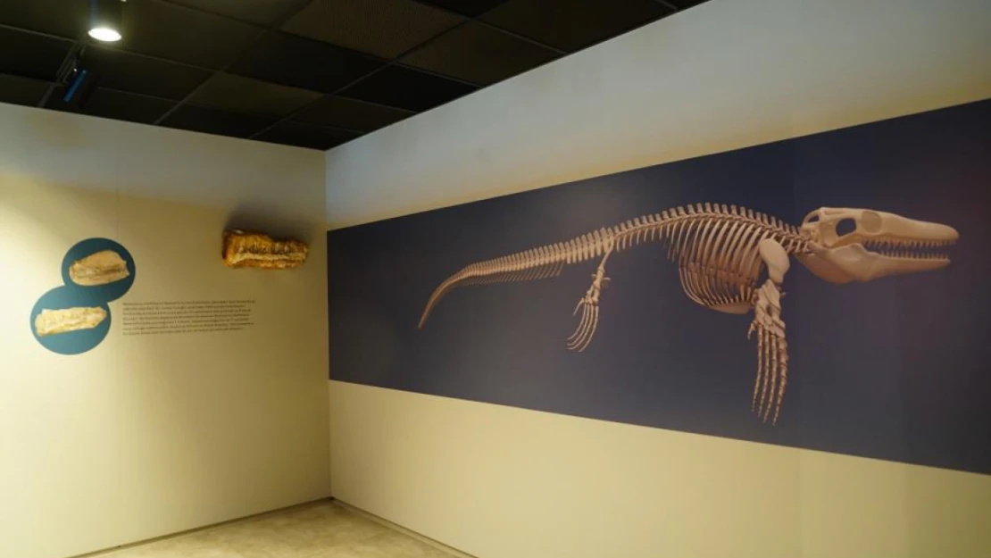 Kastamonu'da 70 Milyon Yıllık Keşif