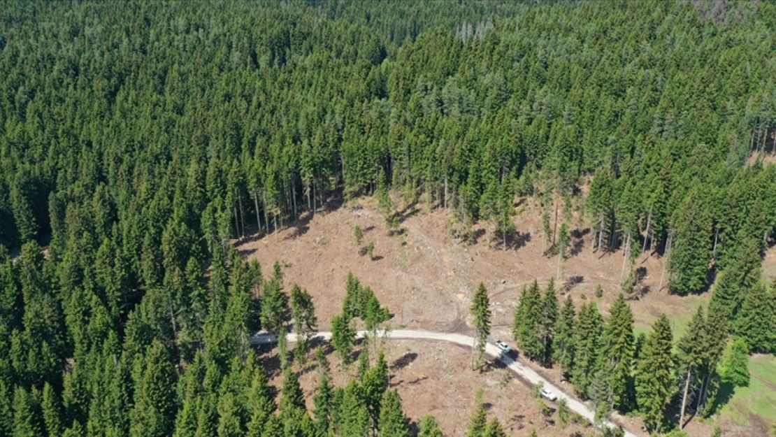 Kastamonu'da Bazı Alanlar Orman Sınırları Dışına Çıkarıldı