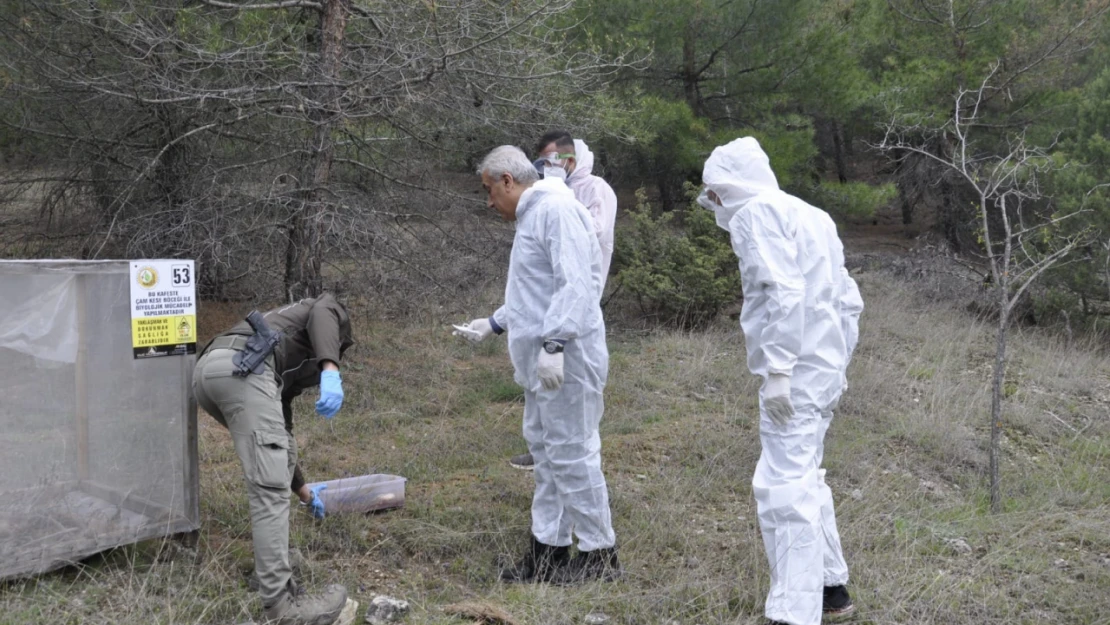 Kastamonu'da çamkese böceğiyle mücadele