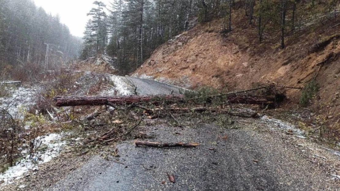 Kastamonu'da Devrilen Ağaç Köy Yolunu Kapattı