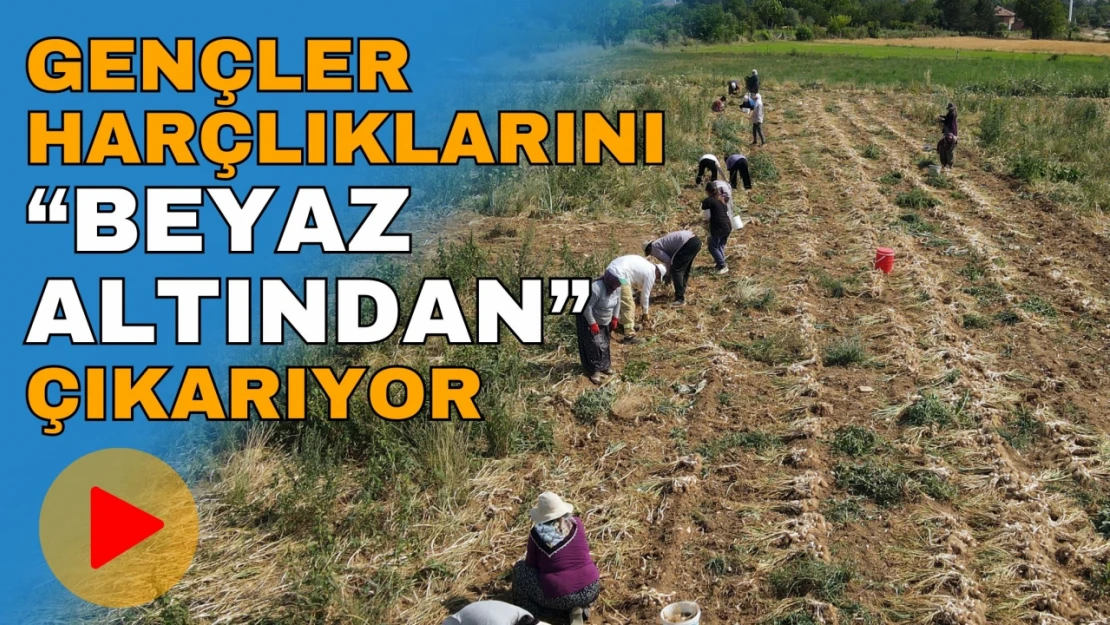 Kastamonu'da Gençler Harçlıklarını 'Beyaz Altından' Çıkartıyor