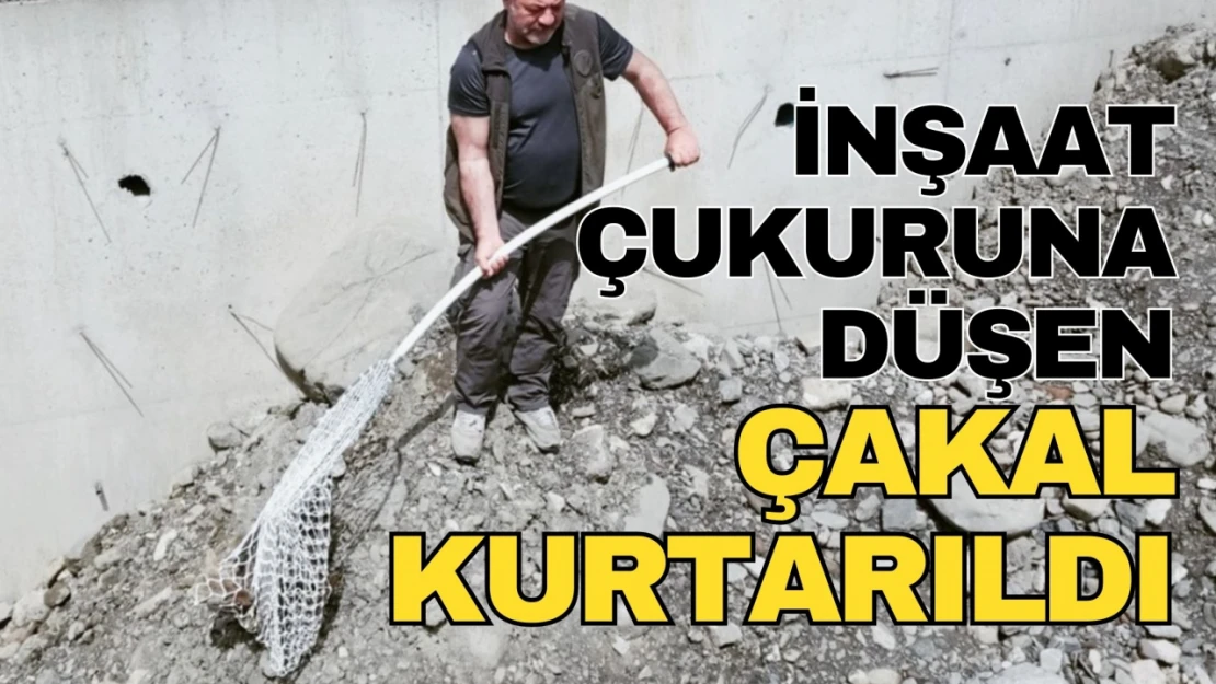 Kastamonu'da İnşaat Çukuruna Düşen Çakal Kurtarıldı