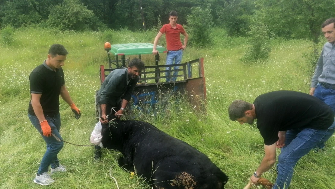 Kastamonu'da kurbanlık kovalamacası