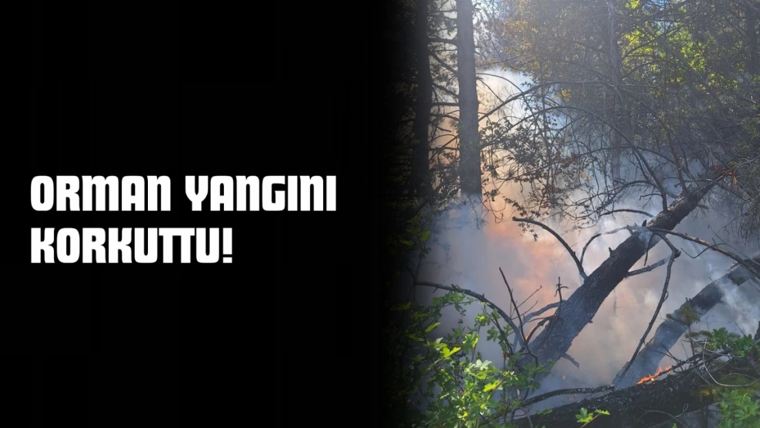Kastamonu'da Orman Yangını Korkuttu