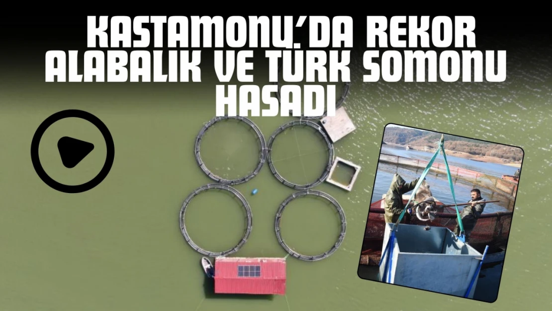 Kastamonu'da Rekor Alabalık ve Türk Somonu Hasadı