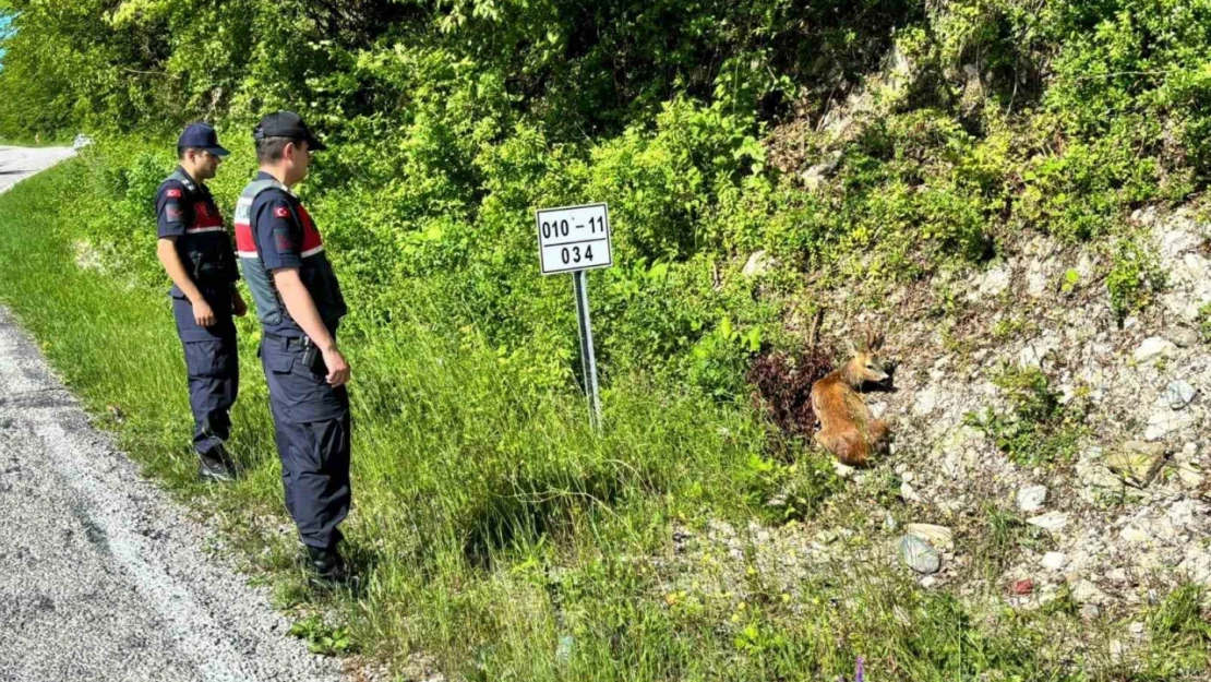 Karacalar Tedavi Altına Alındı