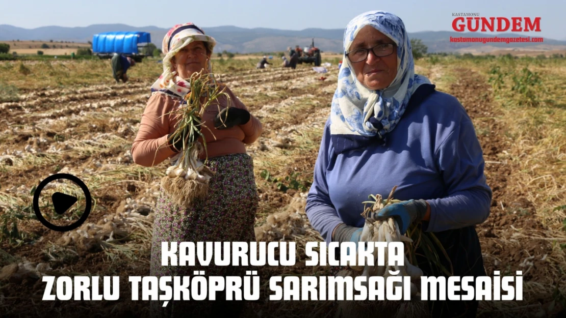 Kavurucu Sıcakta Zorlu Taşköprü Sarımsağı Mesaisi