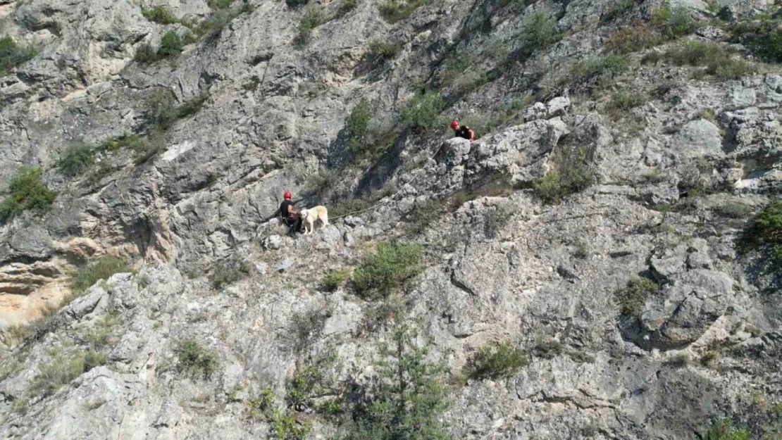 Köpeği Kurtardılar