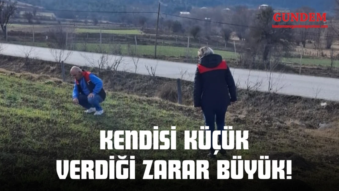 Kendisi Küçük Verdiği Zarar Büyük!