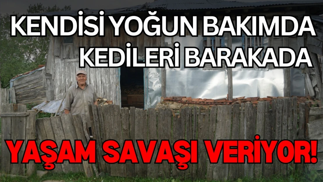 Kendisi Yoğun Bakımda, Kedileri Barakada Yaşam Savaşı Veriyor!