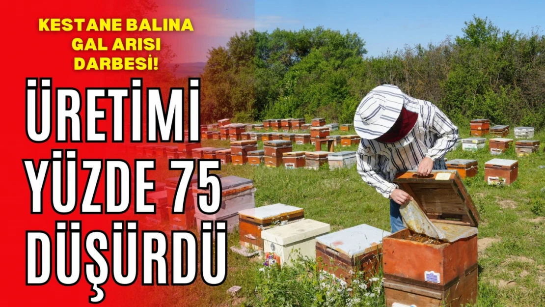 Kestane Balına Gal Arısı Darbesi: Üretimi Yüzde 75 Düşürdü