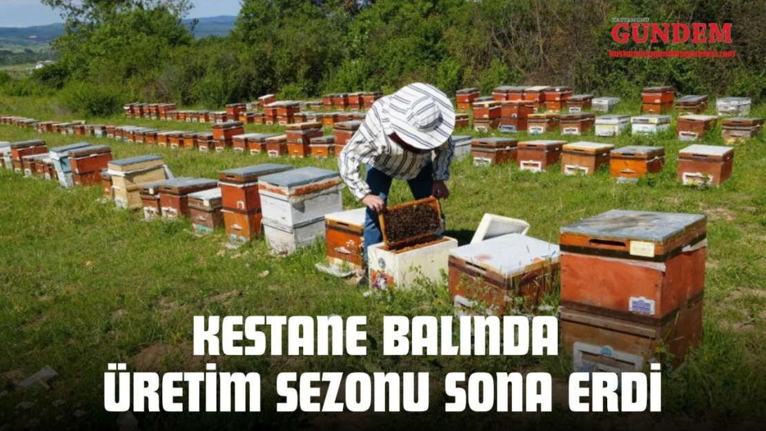 Kestane Balında Üretim Sezonu Sona Erdi