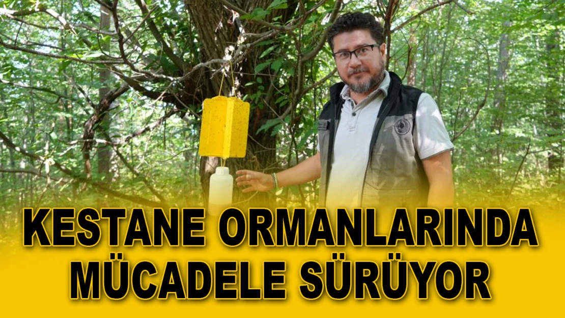 Kestane Ormanlarında Mücadele Sürüyor