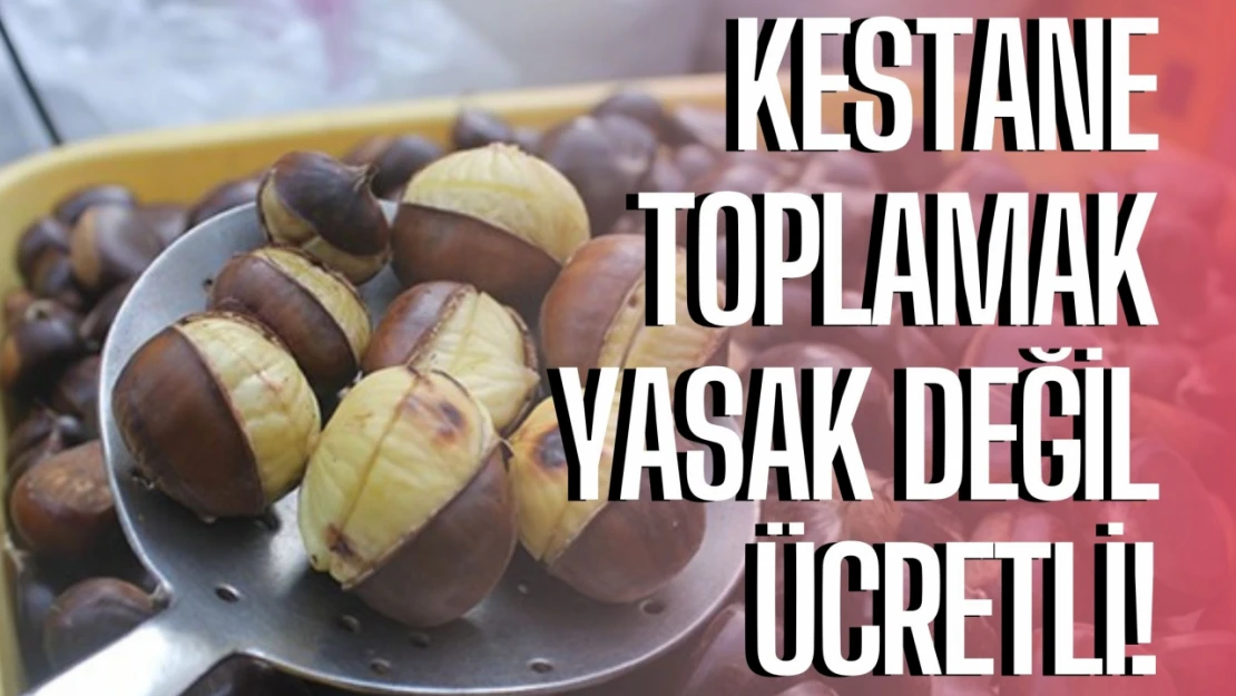 Kestane toplamak ücretli!