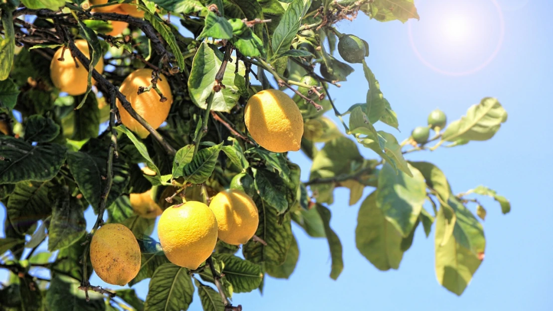 Kış Mevsiminde Neden Limon Tüketmelisiniz? 