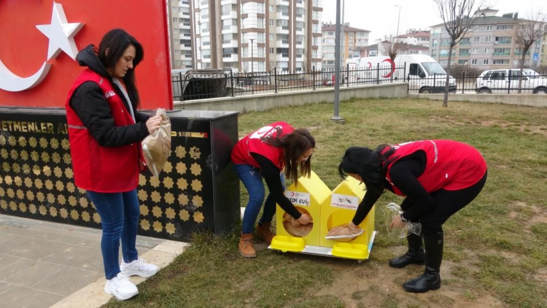 Kızılay Gönüllülerinden Kedilere Sıcak Yuva