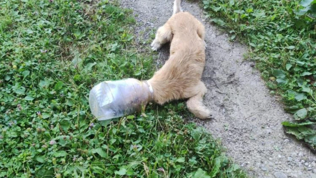 Köpek başına bidon sıkıştırdı, imdadına zabıta yetişti