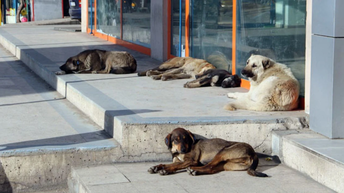 Köpeklerin Saldırısına Uğradılar