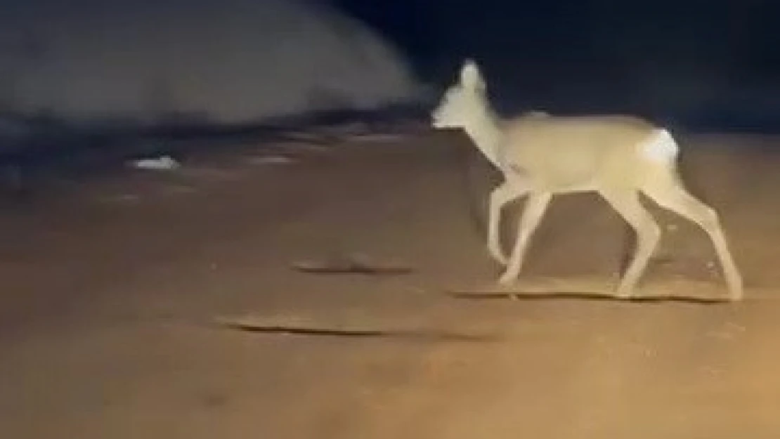 Köy Yolundaki Karaca Kamerada