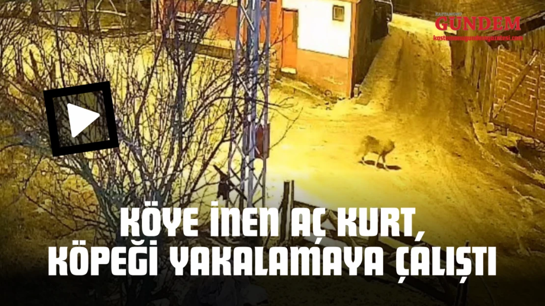 Köye İnen Aç Kurt, Köpeği Yakalamaya Çalıştı