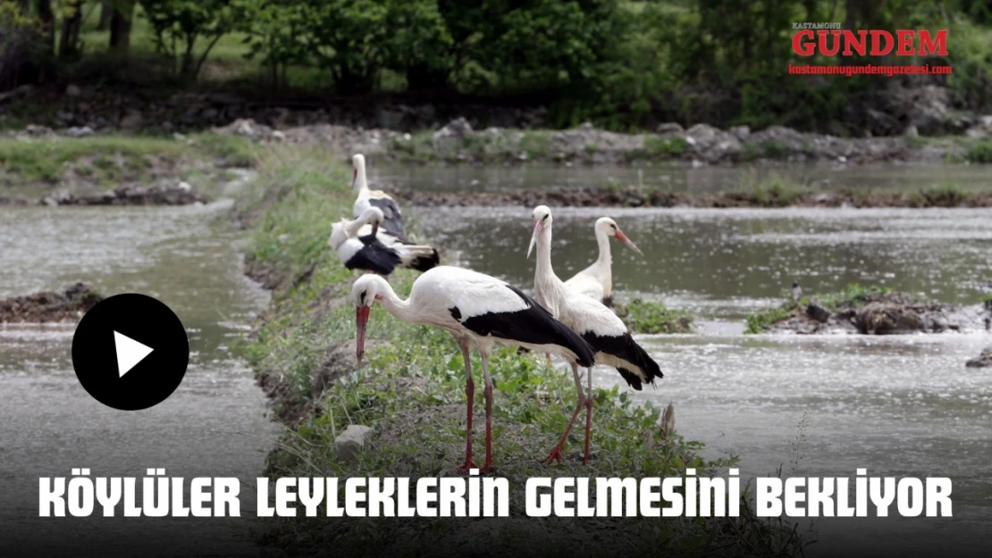 Köylüler Leyleklerin Gelmesini Bekliyor
